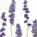 larkspur | 3form